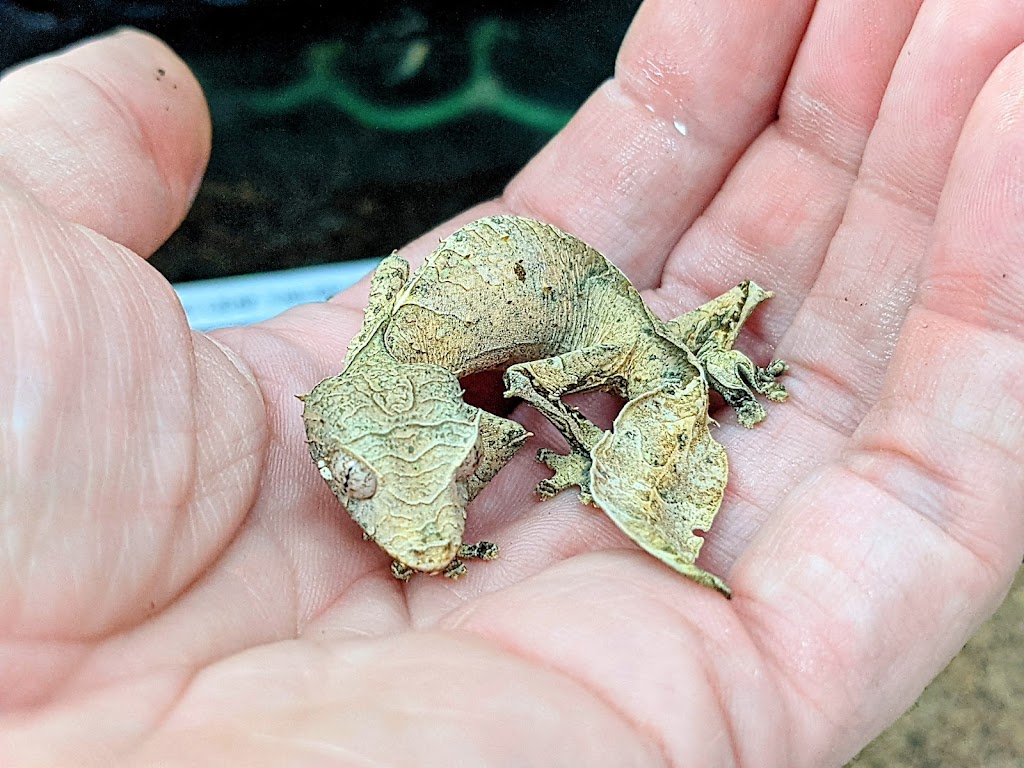 Monarch Reptiles | 100 Rue Kepler #14, Châteauguay, QC J6K 5E4, Canada | Phone: (450) 844-8401