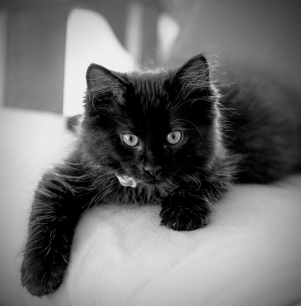 PEI Humane Society | PEI Humane Society, 309 Sherwood Rd, Charlottetown, PE C1E 0E5, mailing, 309 Sherwood Rd, Charlottetown, PE C1A 9E3, Canada | Phone: (902) 892-1190