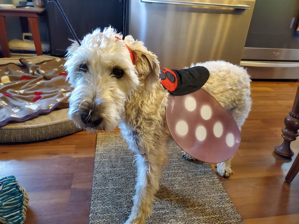 Social Puppy Pet Services | 2399 Monck Rd, Ramara, ON L3V 0P6, Canada | Phone: (705) 238-9109