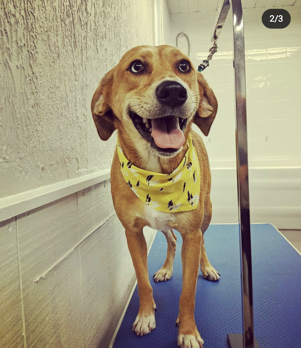 Canine Wellness Dog Grooming Boutique and Spa | 1 Queen St, Cookstown, ON L0L 1L0, Canada | Phone: (647) 766-7833