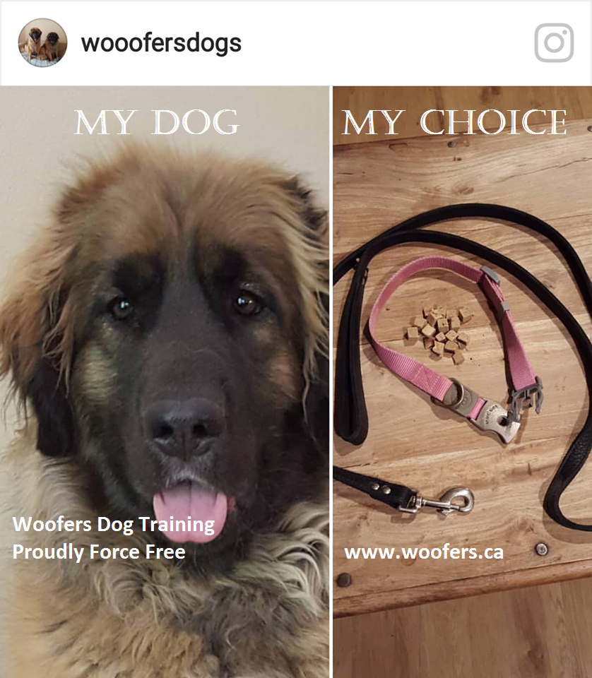 Woofers Positive Dog Training & Behaviour Consulting | 2-1215 Stellys Cross Rd, Brentwood Bay, BC V8M 1H3, Canada | Phone: (250) 896-5029