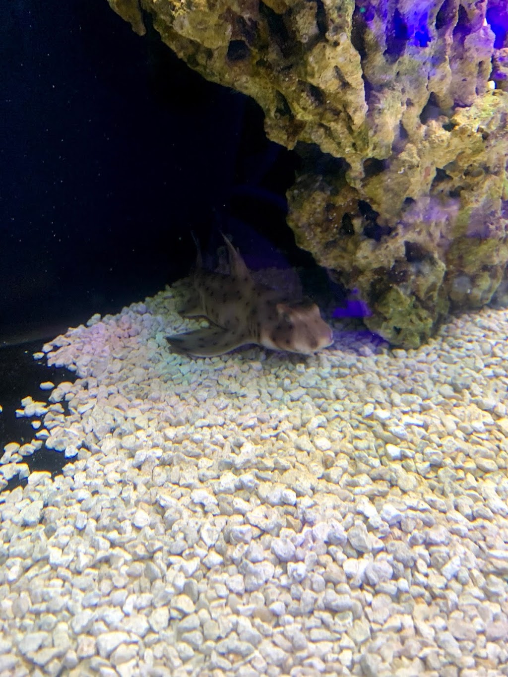 Exotic aquarium world | 5141 Tomken Rd, Mississauga, ON L4W 3W4, Canada | Phone: (905) 624-4474