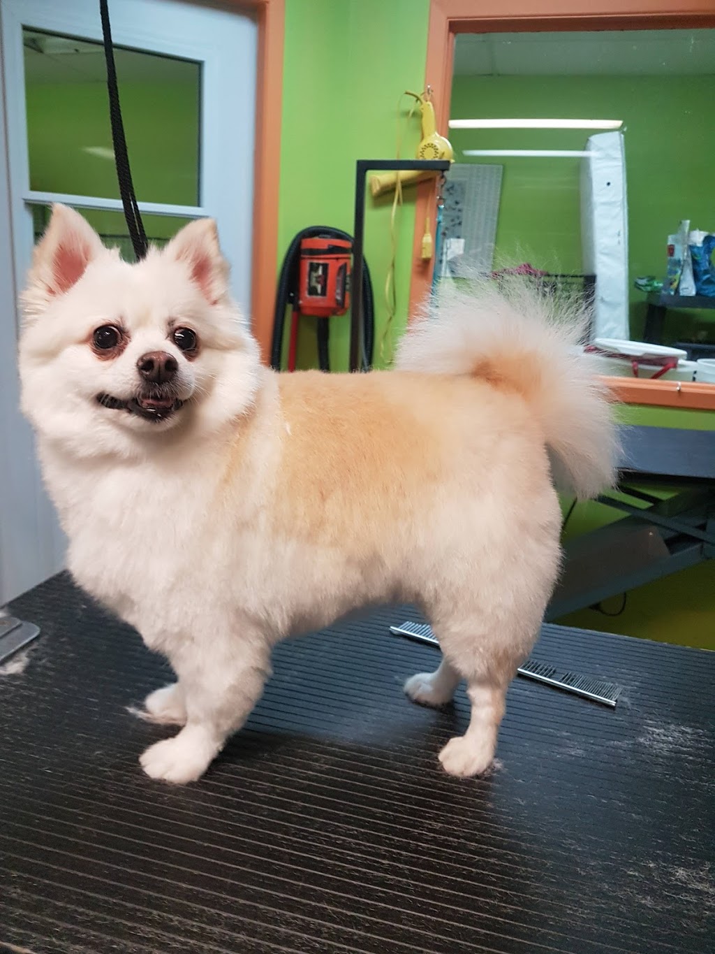 Parissa Pet Grooming | 3100 Route Harwood #18, Vaudreuil-Dorion, QC J7V 8P2, Canada | Phone: (438) 490-6837