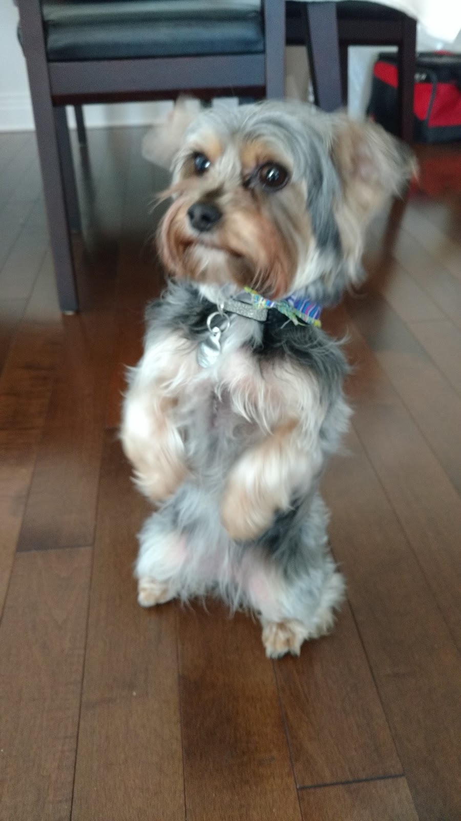 Leals Dog Training & Boarding | 3000 Mnt Saint-François, Laval, QC H7E 4P2, Canada | Phone: (514) 244-6304