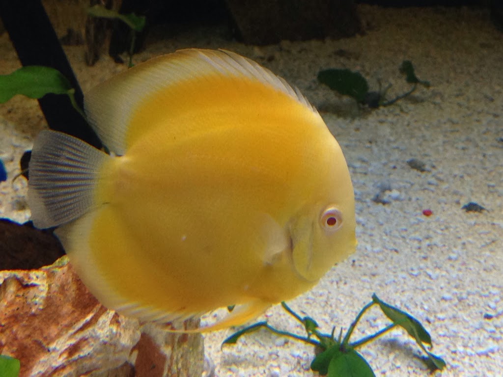 Discus fish wholesale in bc | 11842 80 Ave, Delta, BC V4C 1Y2, Canada | Phone: (604) 862-1102