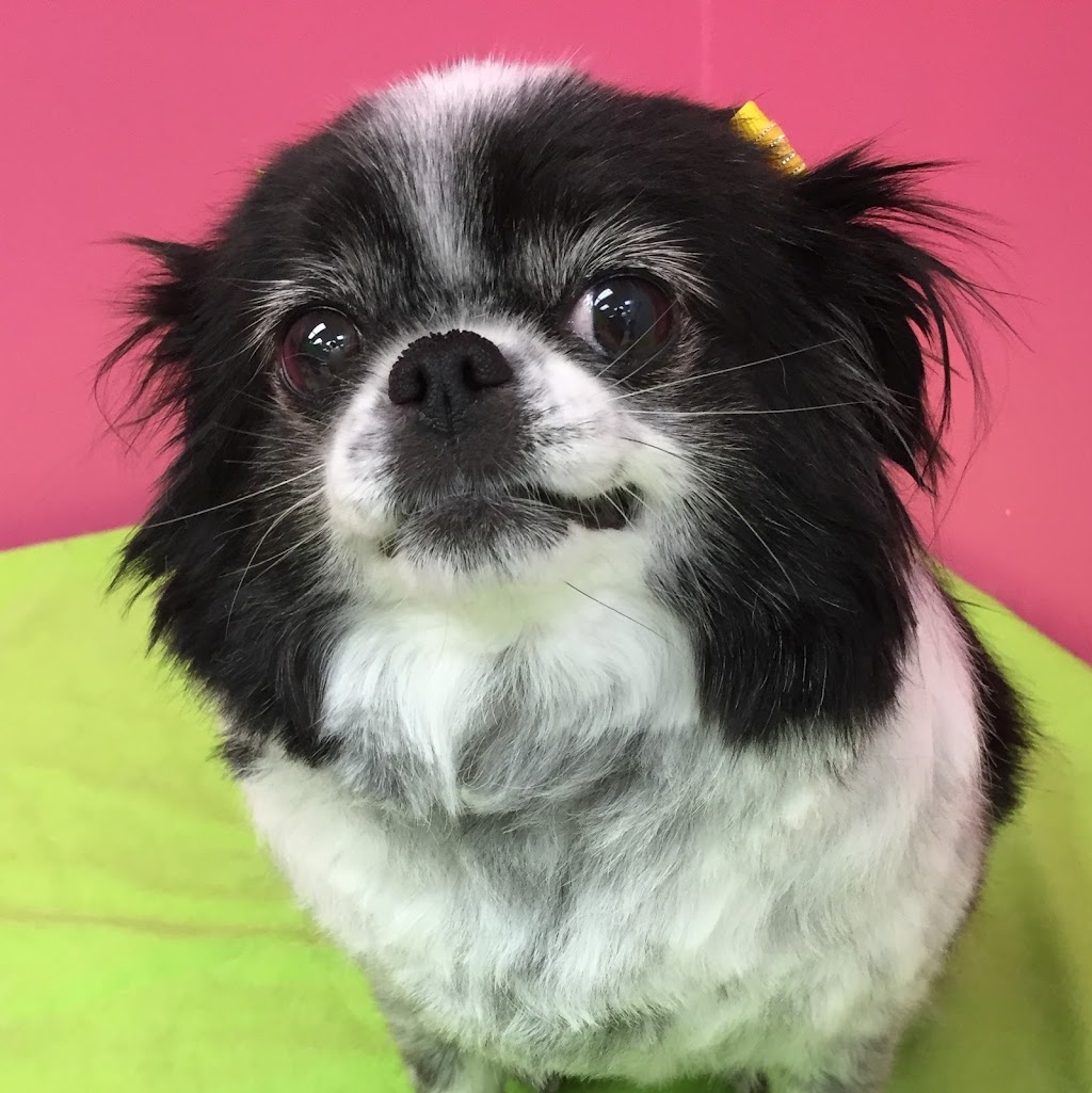 Doggy Shop Grooming | 33550 South Fraser Way #4, Abbotsford, BC V2S 5G7, Canada | Phone: (604) 855-1164