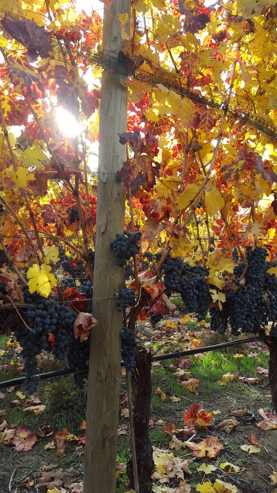 Gold Hill Winery | 3502 Fruitvale Way, Oliver, BC V0H 1T1, Canada | Phone: (250) 495-8152