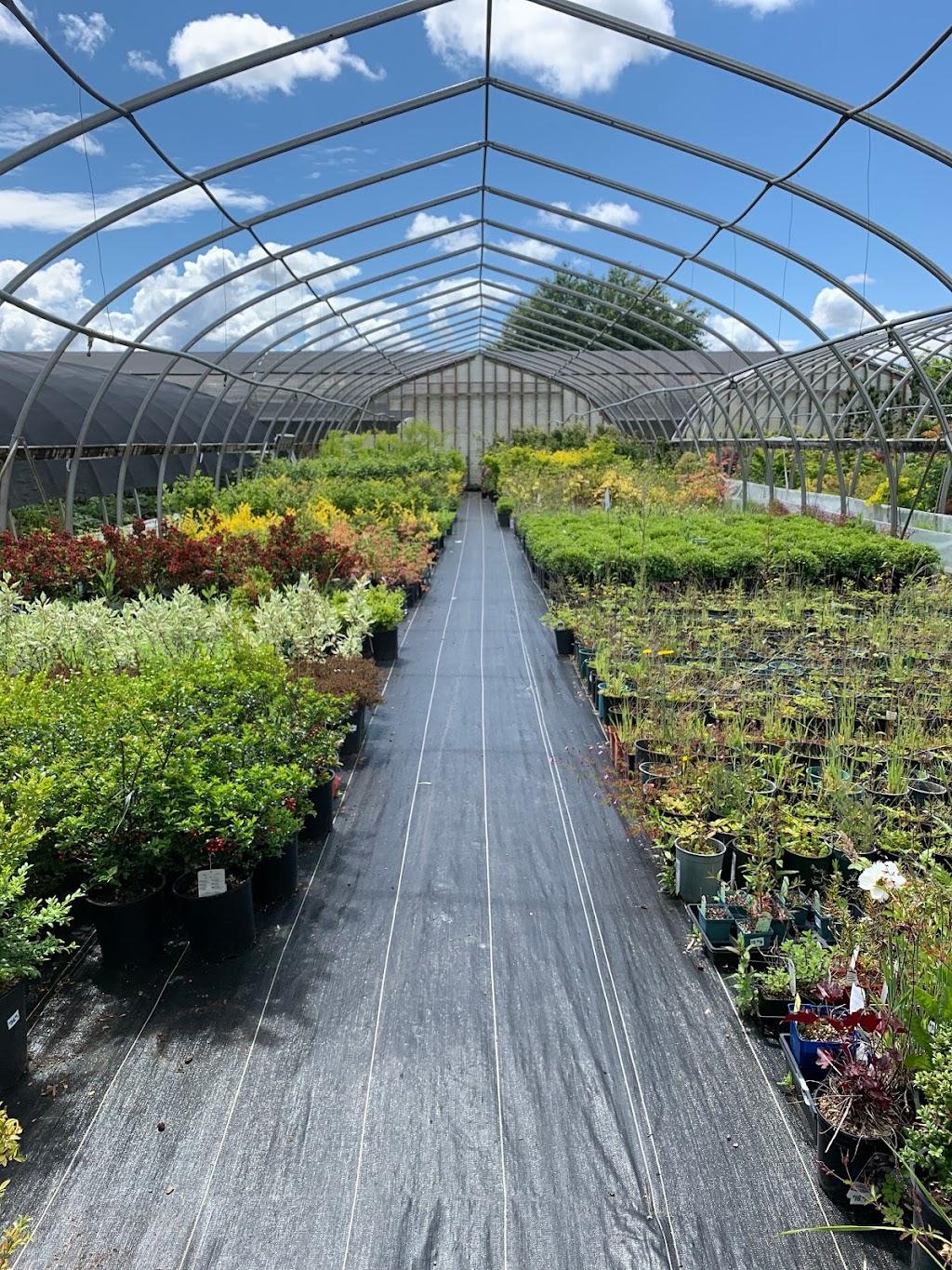 Aarts Nursery Ltd | 7200 216 St, Langley, BC V2Y 2S3, Canada | Phone: (604) 888-3555
