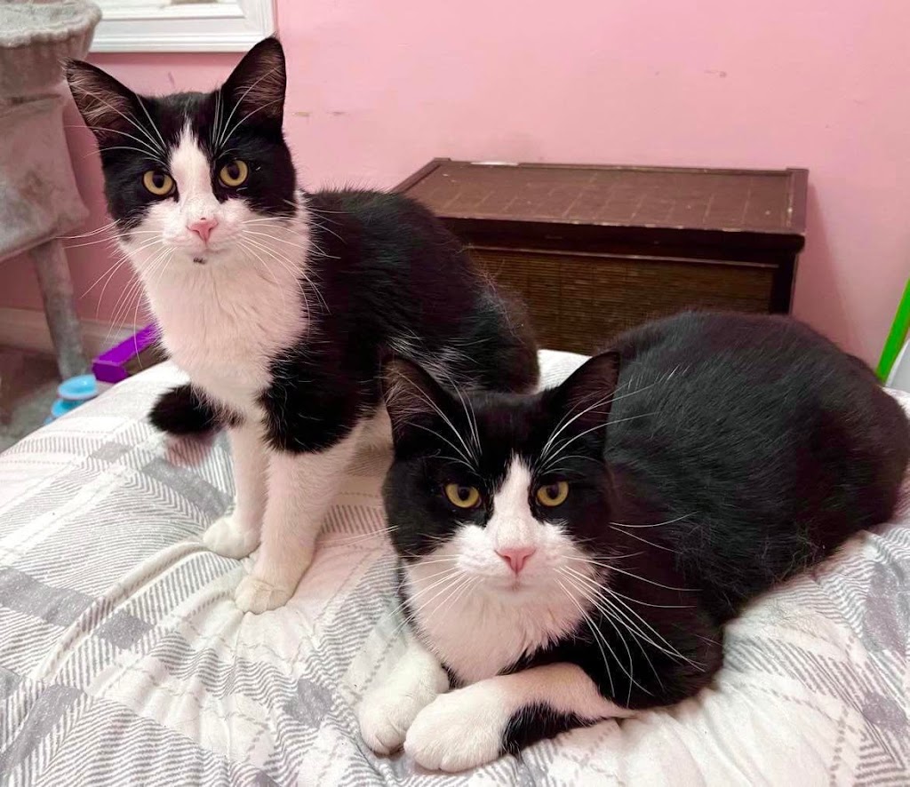 Purrfect Haven Cat Rescue | 6 Imperial Rd, London, ON N5X 2G6, Canada | Phone: (226) 578-0115