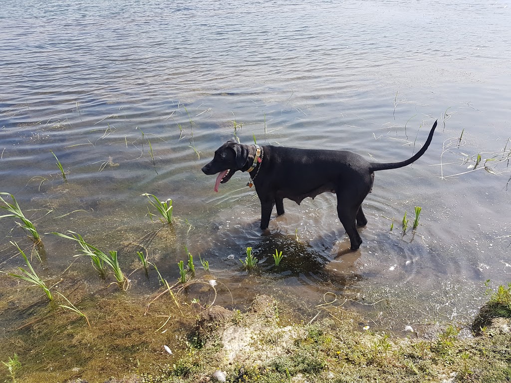 Umbach Off-leash Dog Park | 969 Boulder Blvd, Stony Plain, AB T7Z 2Y2, Canada