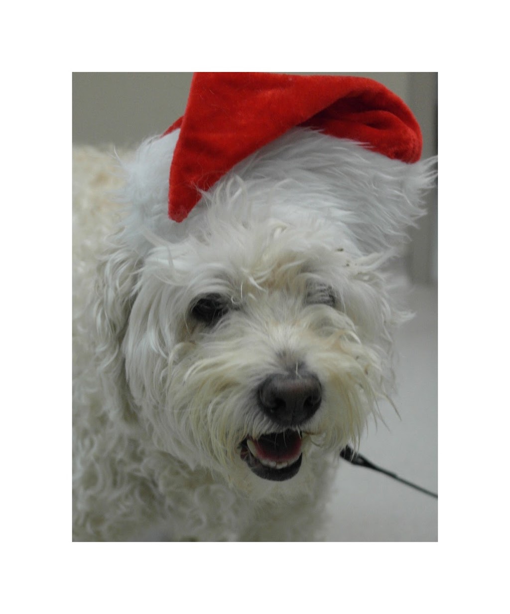 Kortright Animal Hospital | 160 Kortright Rd W, Guelph, ON N1G 4W2, Canada | Phone: (519) 824-7190