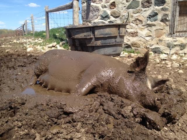 Andrade Farms | 46271 Gough Rd, Harriston, ON N0G 1Z0, Canada | Phone: (519) 323-7814