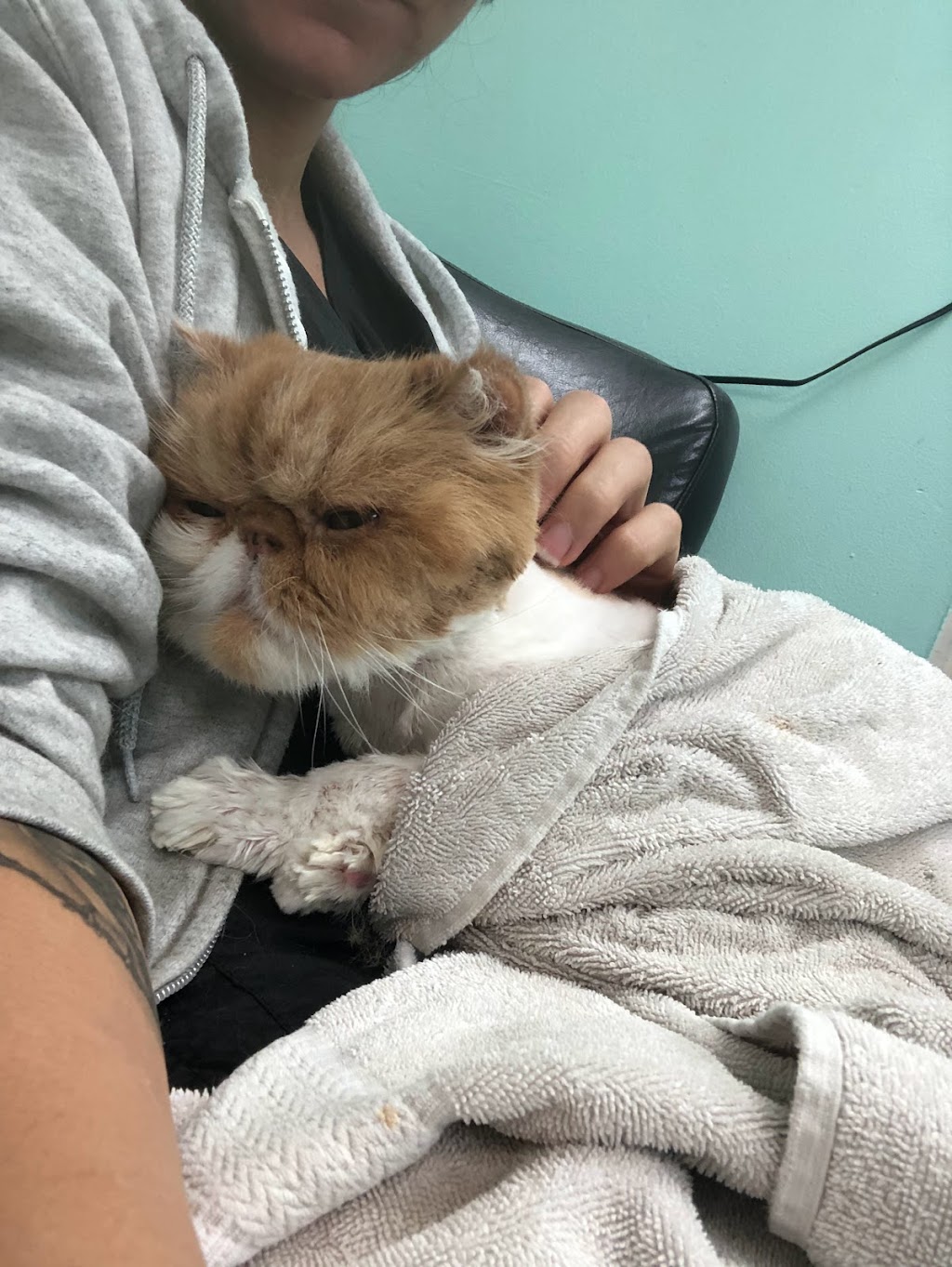 Bark And Purr Pet Grooming | 310 Wharncliffe Rd S, London, ON N6J 2L7, Canada | Phone: (519) 601-4777