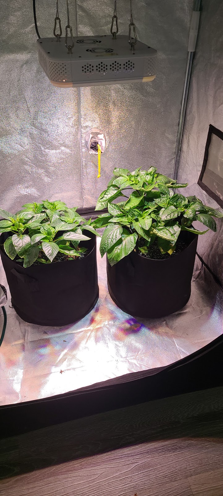 Grow N Things HYDROPONIC INC | 8 Bloomingdale Rd N Unit #3, Kitchener, ON N2K 1A2, Canada | Phone: (519) 576-3000