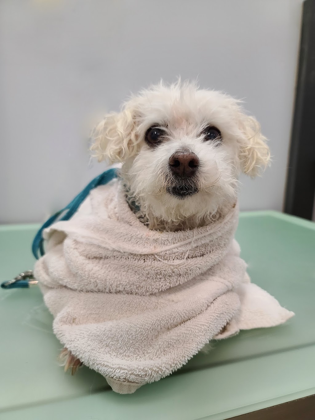 Squeaky Clean K-9s ~ Certified Dog Groomer | 117 Centre St S Bay 3, Sundre, AB T0M 1X0, Canada | Phone: (780) 898-1353