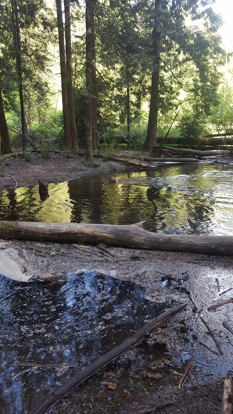 Coquitlam River Park | 1190 Shaughnessy St, Coquitlam, BC V3E, Canada