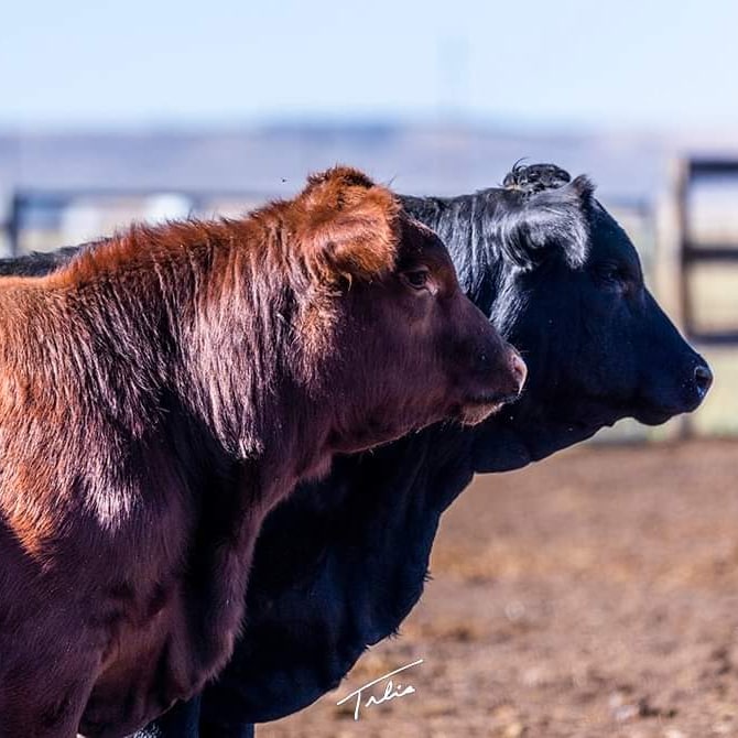 La Conquista Ranches | 8th St E, Foothills County, AB T1V 1M4, Canada | Phone: (403) 918-3797