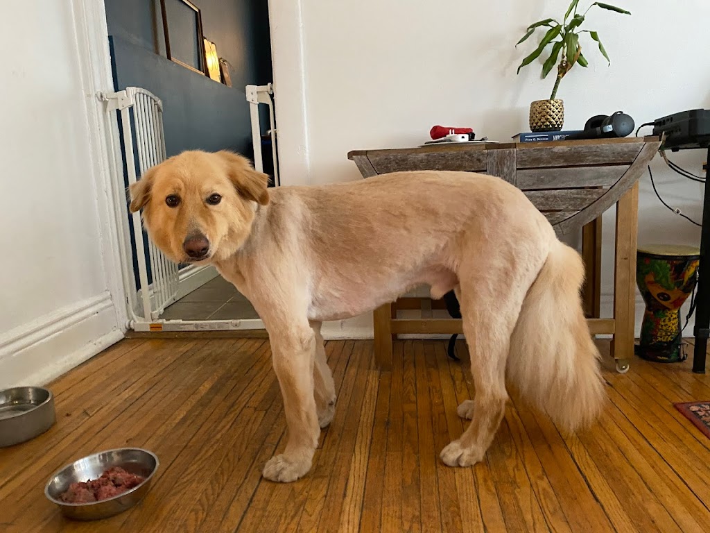 Fluff Dog Wellness Spa | 1741 Queen St E, Toronto, ON M4L 6S5, Canada | Phone: (647) 348-0090