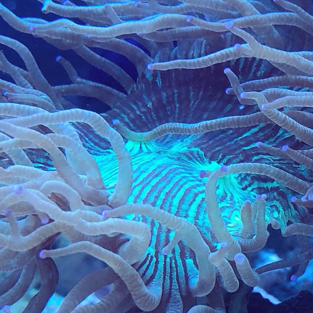 Canada Corals Inc. | 931 Brunette Ave, Coquitlam, BC V3K 6T5, Canada | Phone: (236) 313-3474