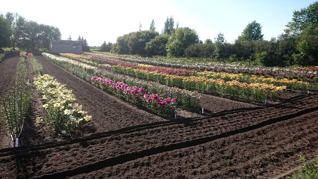 The Lily Nook | 80098 Hwy 5 South, Neepawa, MB R0J 1H0, Canada | Phone: (204) 476-3225