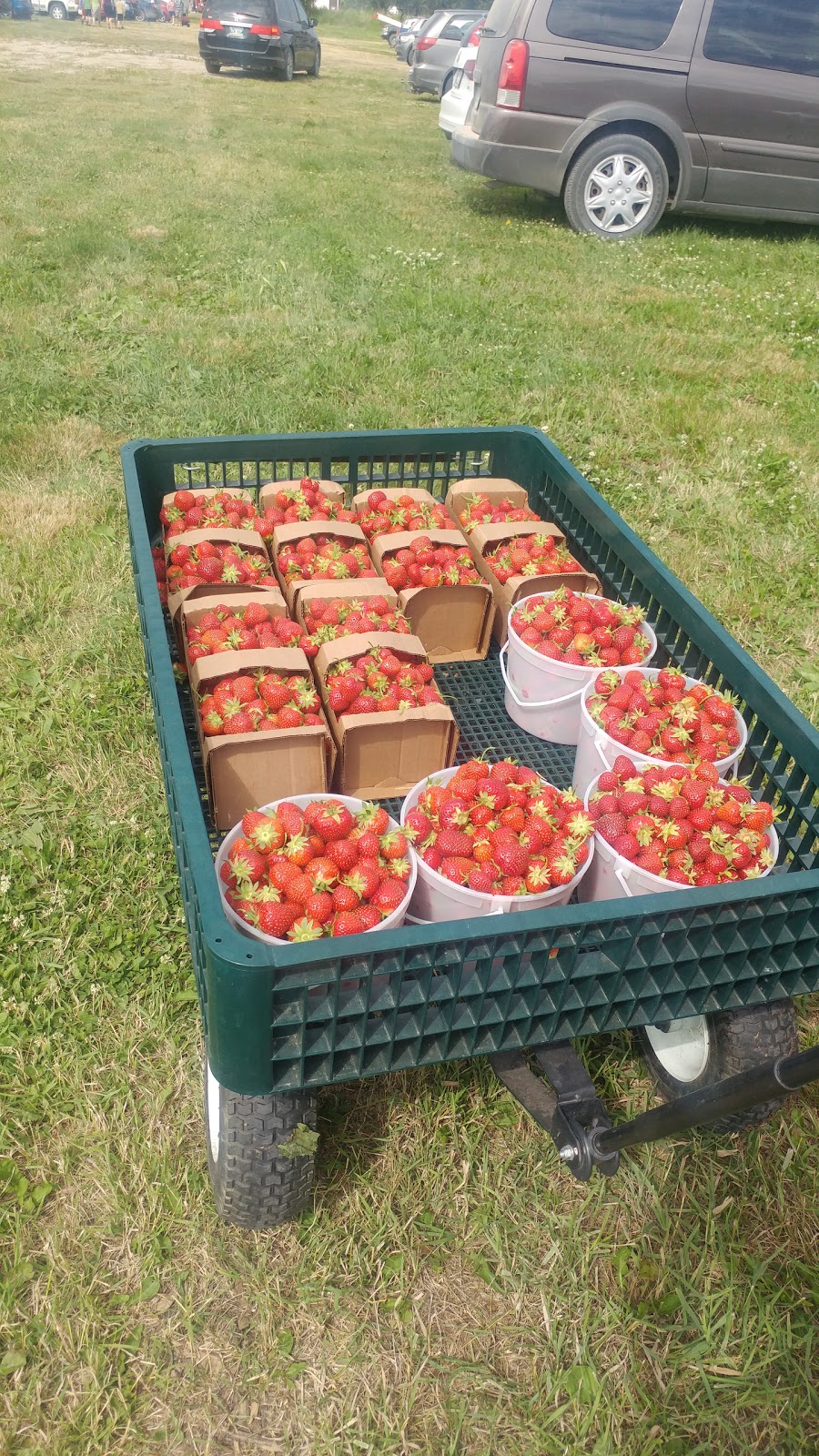 Friedensfeld Honey & Berry Farm LTD. | 32016 Rd 32 E, Box 489, Steinbach, MB R5G 1M4, Canada | Phone: (204) 326-1500
