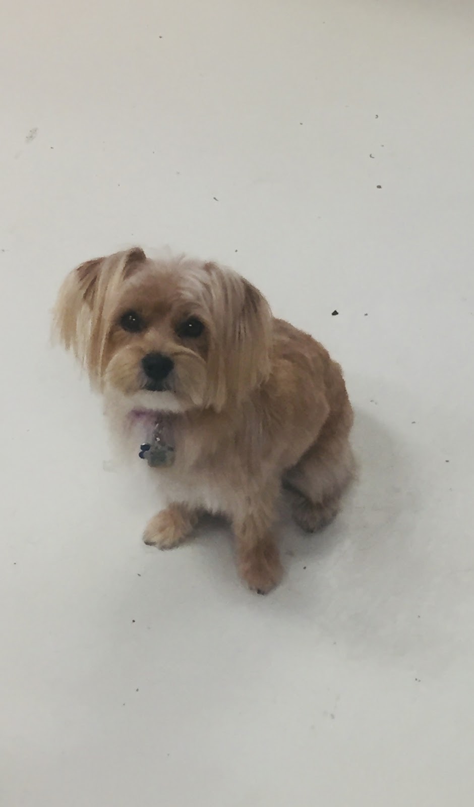 Toilettage Whiskers | 2765 Bd des Oiseaux, Laval, QC H7L 4S9, Canada | Phone: (450) 624-0888