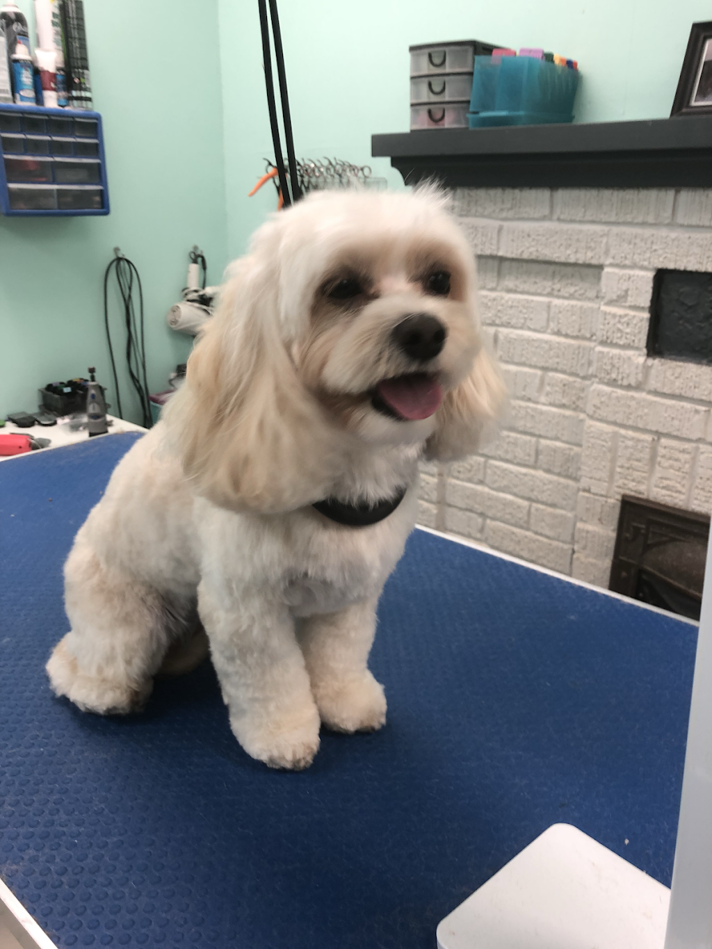 Bark And Purr Pet Grooming | 310 Wharncliffe Rd S, London, ON N6J 2L7, Canada | Phone: (519) 601-4777
