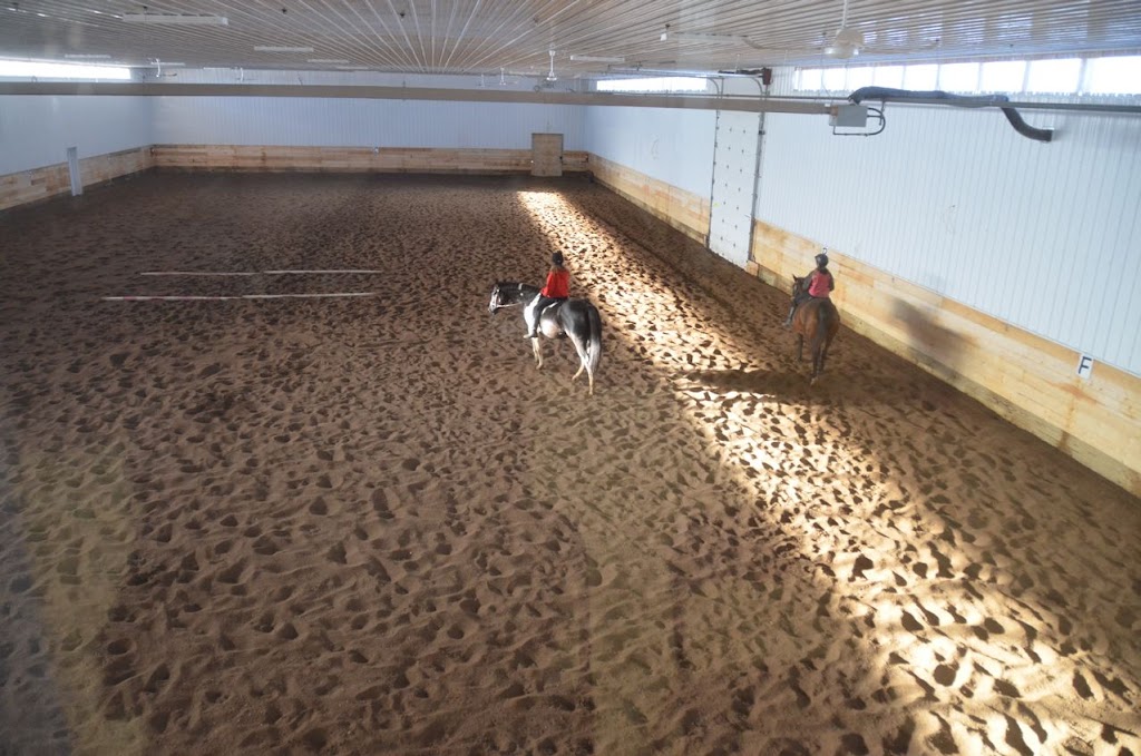 Paints-Plus Equine Center | 22441 AB-14, Sherwood Park, AB T8C 1H5, Canada | Phone: (780) 237-7587