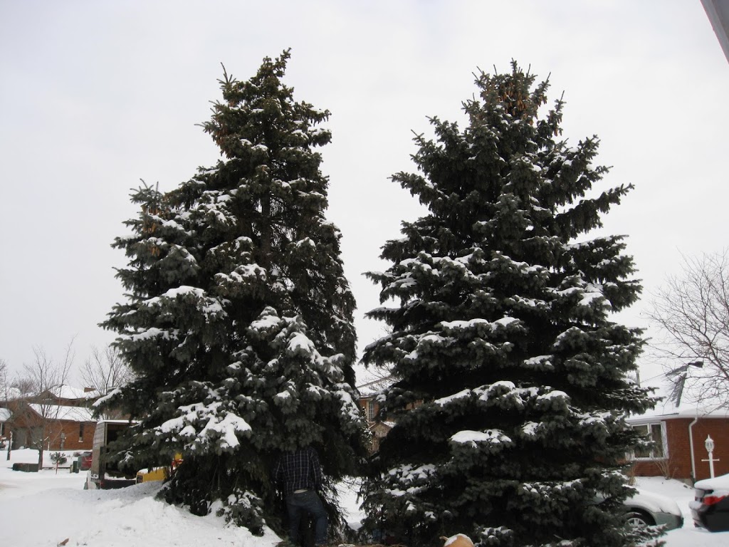 Brads Tree Service | 5413 County Rd 90, Utopia, ON L0M 1T0, Canada | Phone: (705) 607-2684