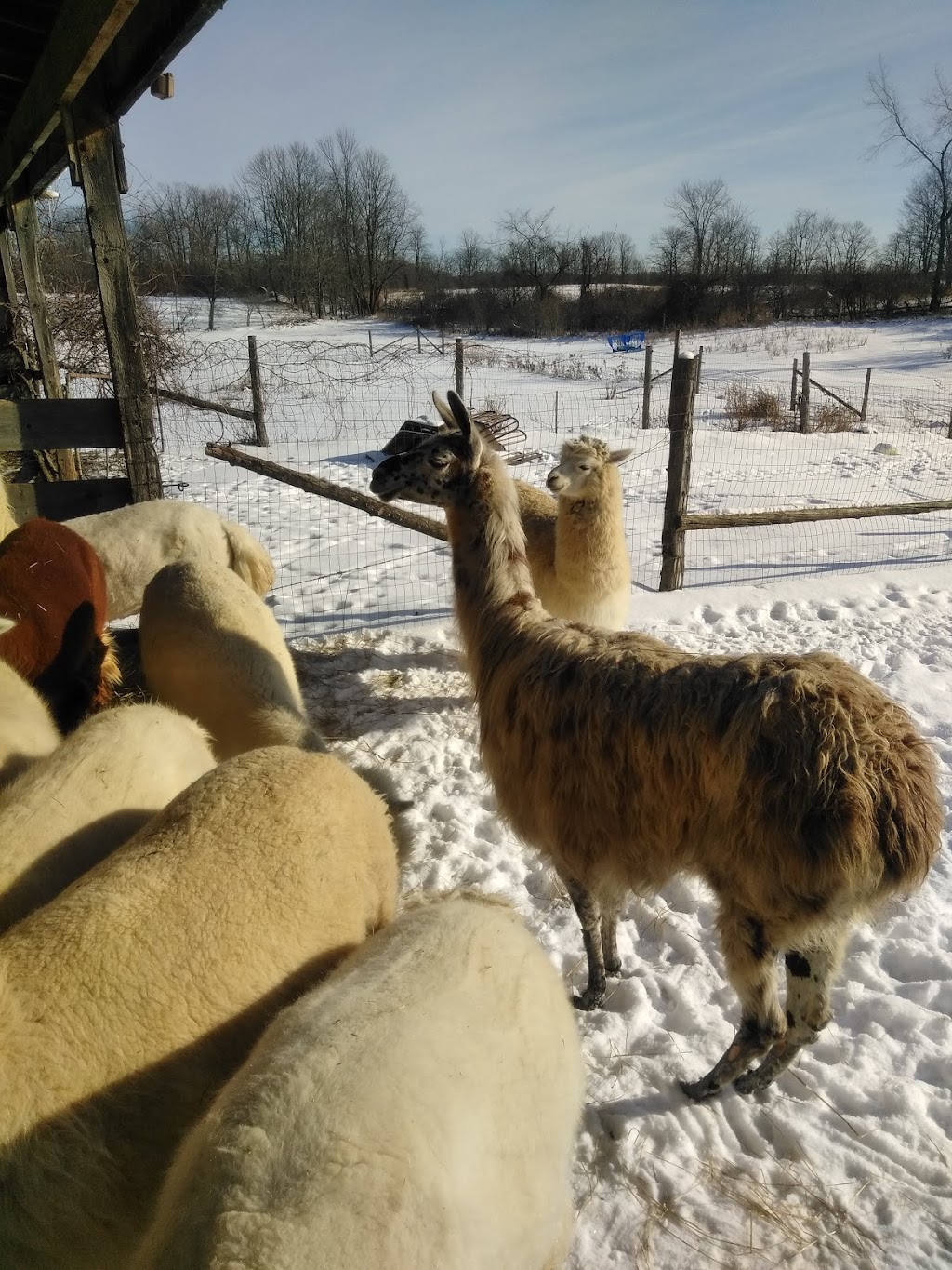 Stone Spindle Farm | 367 County Rd 15, Tamworth, ON K0K 3G0, Canada | Phone: (613) 379-2580
