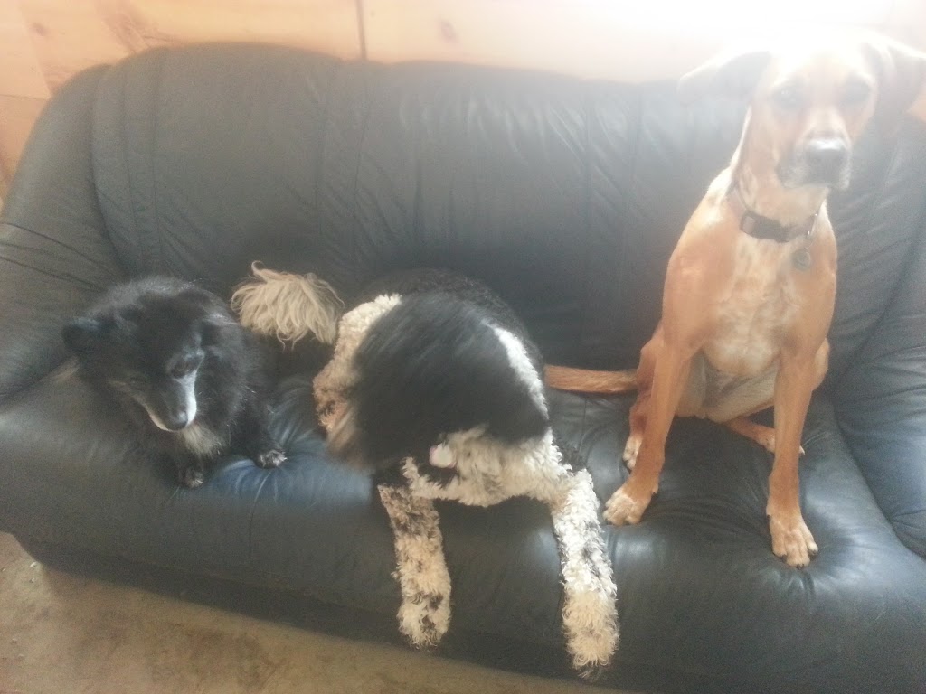 CasaCanine Kennel | 6123 Snake Island Rd, Osgoode, ON K0A 2W0, Canada | Phone: (613) 261-4140