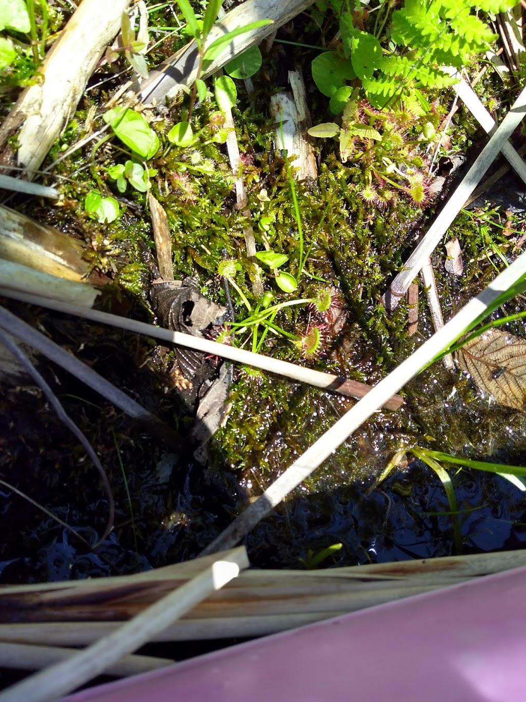 Lake Alice Wildlife Management Area | West Chazy, NY 12992, USA | Phone: (518) 897-1291
