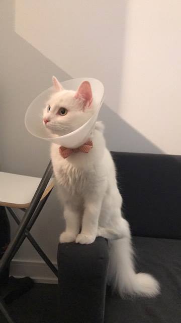 Humberwood Animal Hospital | 680 Rexdale Blvd #3, Etobicoke, ON M9W 0B5, Canada | Phone: (416) 213-0999