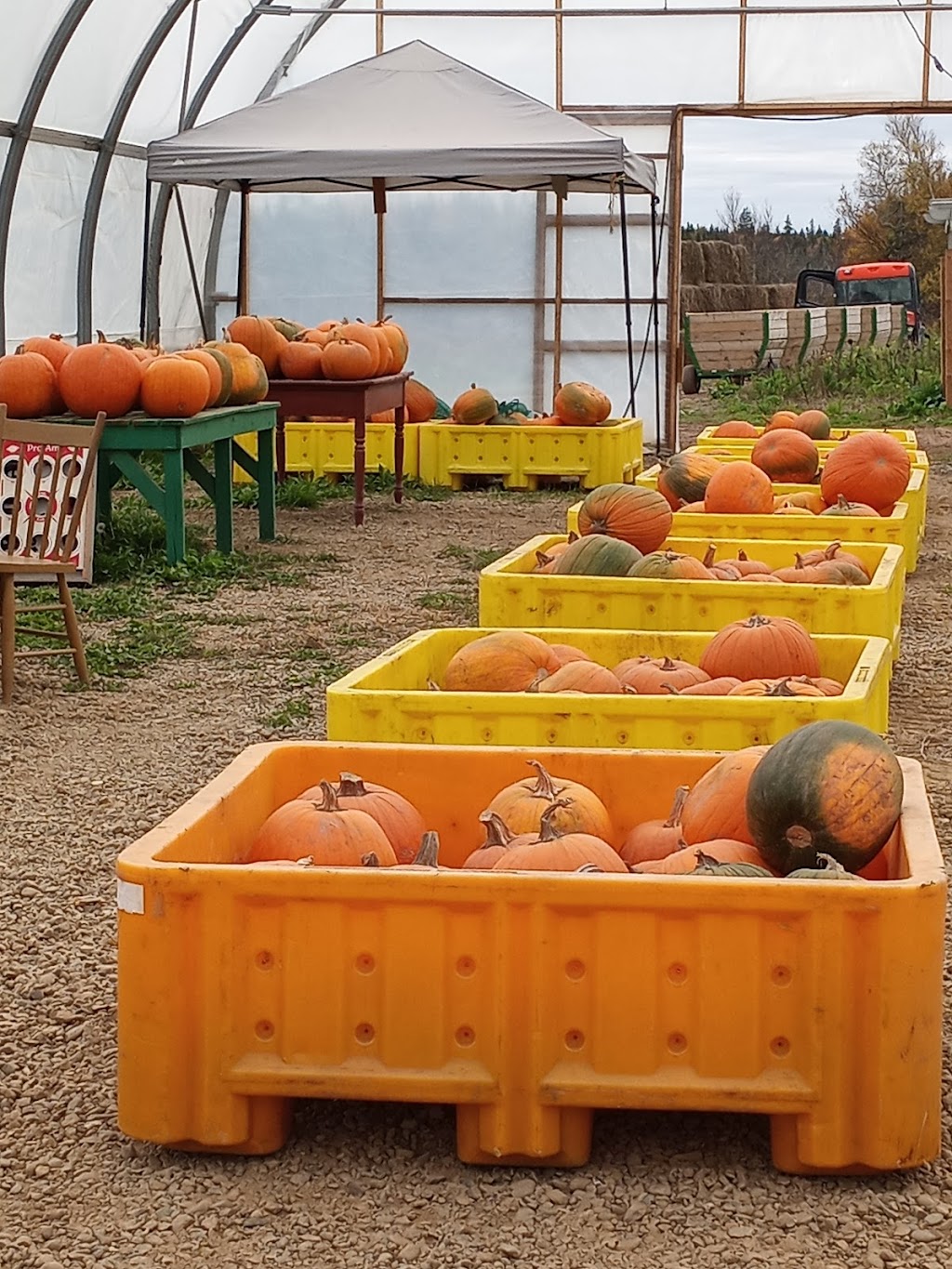 Trueman Blueberry Farms | 255 Etter Ridge Rd, Aulac, NB E4L 2V2, Canada | Phone: (506) 364-7458