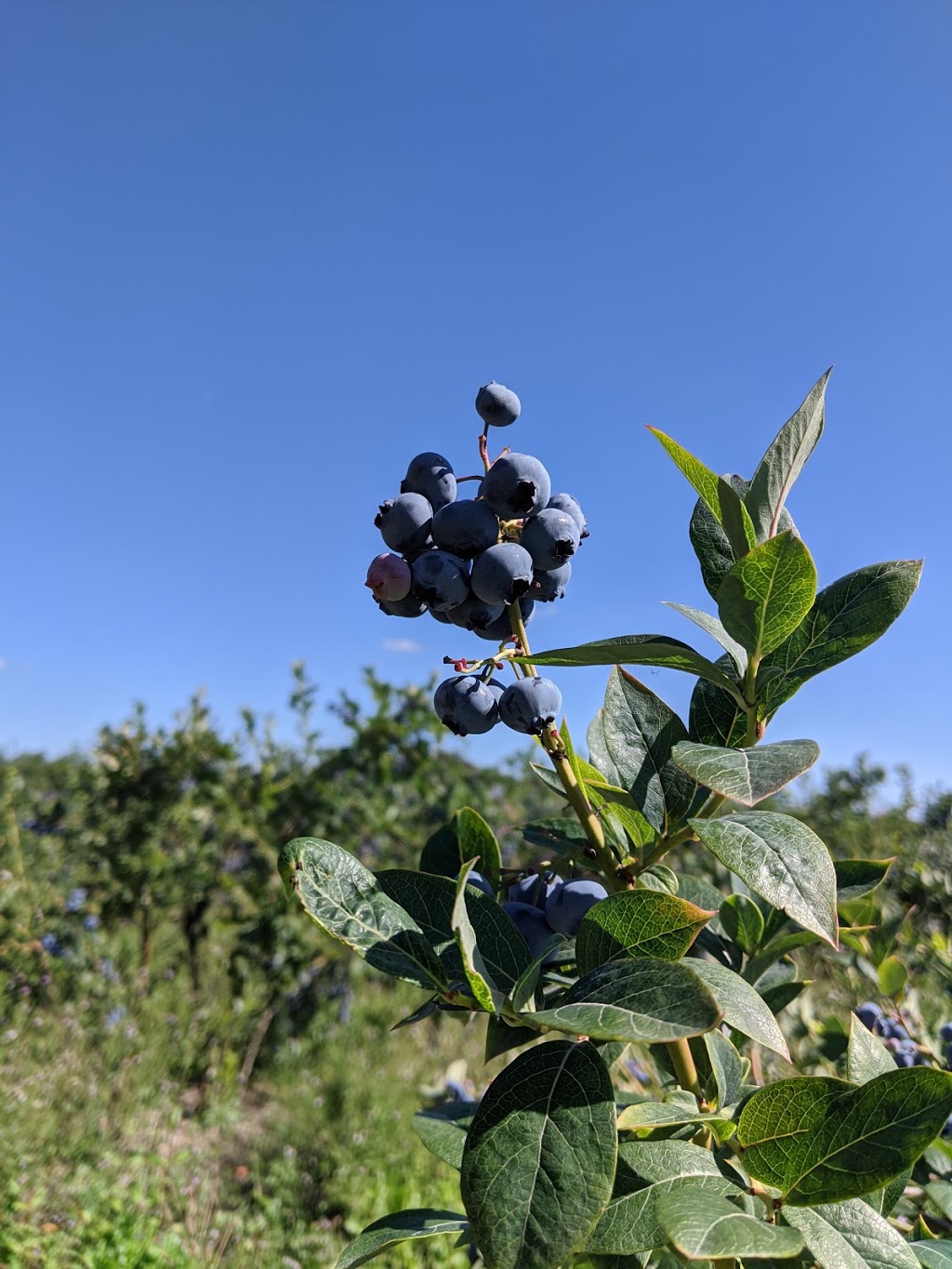 Twin berry - NRK Sahota Blueberry Farms Ltd | 19478 Old Dewdney Trunk Rd, Pitt Meadows, BC V3Y 2S1, Canada | Phone: (778) 658-0406