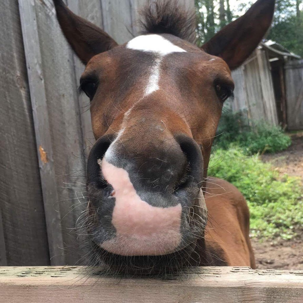 Harmony Hills Equestrian Centre | 2523 6th Line N Asphodel, Norwood, ON K0L 1V0, Canada | Phone: (705) 930-2788