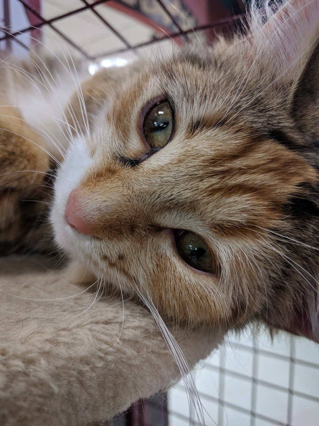 Petland | 3363 26 Ave NE, Calgary, AB T1Y 6L4, Canada | Phone: (403) 543-7711