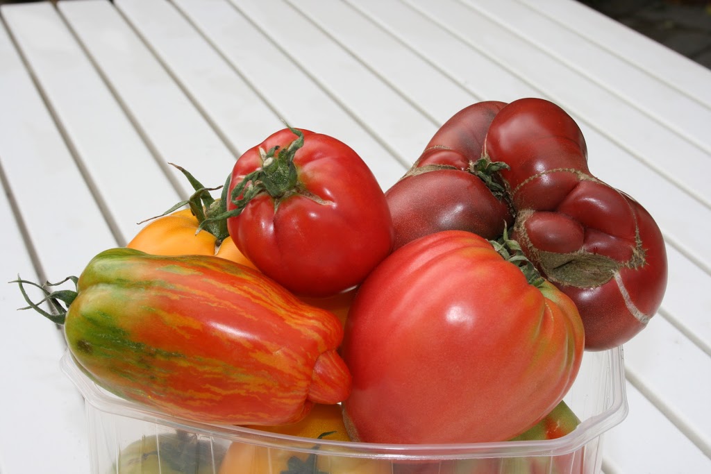 Whitty Farms | 1776 Fourth Ave, St. Catharines, ON L2R 6P9, Canada | Phone: (905) 984-8444