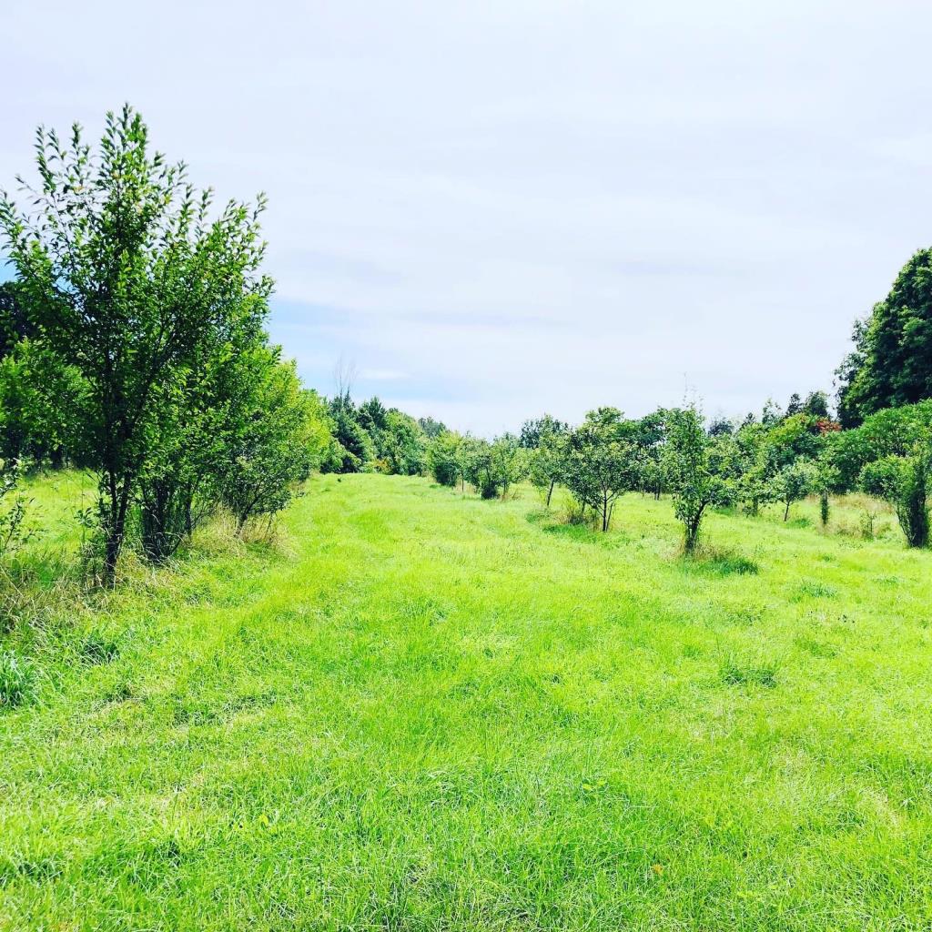 Awesome Blossom Organic Orchard | 3651 4e Rang, Sainte-Justine-de-Newton, QC J0P 1T0, Canada | Phone: (514) 867-0760