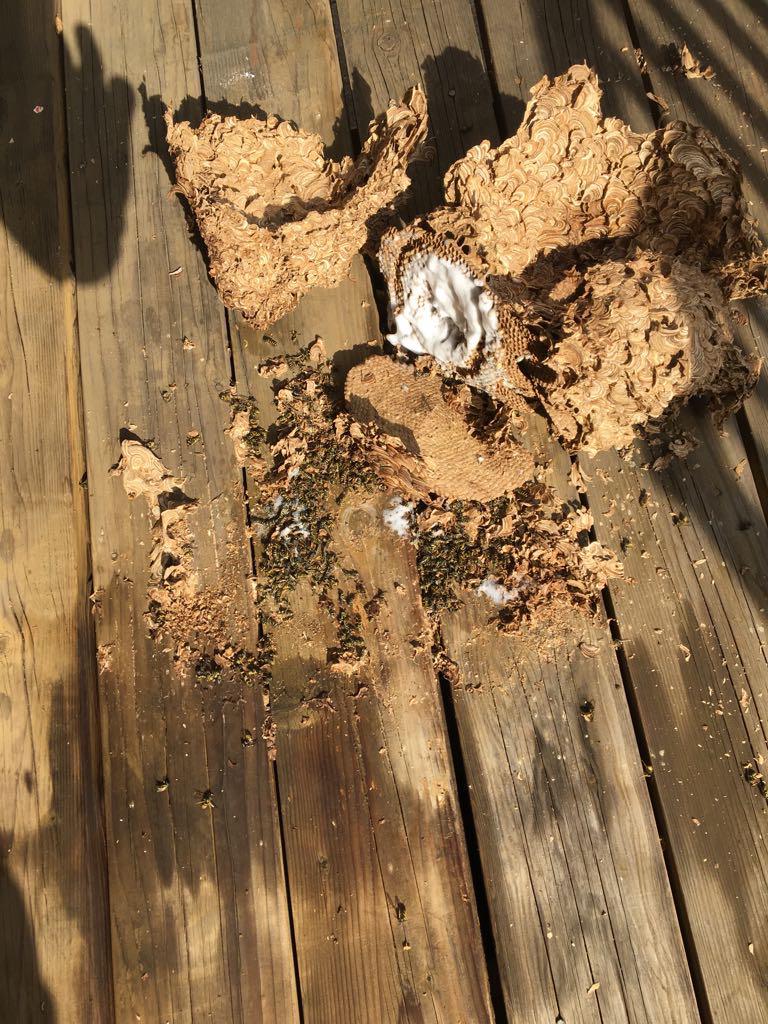 Pest control Abbotsford | Activebc Pest Exterminators Ants ,Bed  | 36397 Samtree Pl, Abbotsford, BC V2G 2M5, Canada | Phone: (778) 695-7777