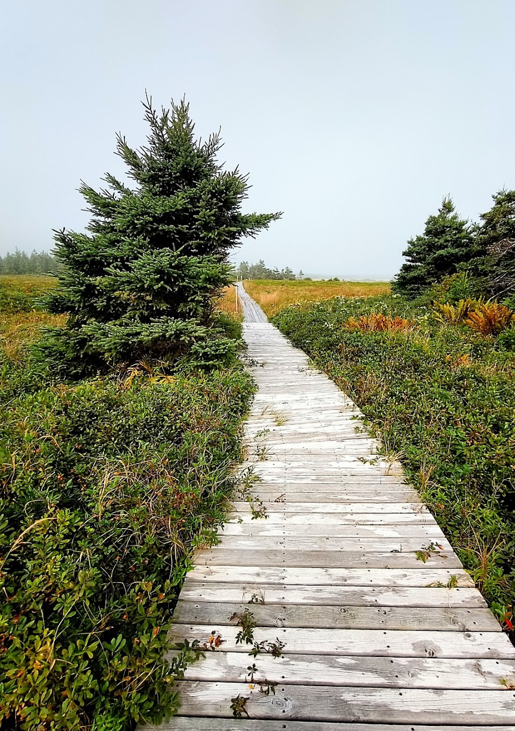 Port Bickerton Lighthouse | 408 Lighthouse Rd, Fishermans Harbour, NS B0J 1M0, Canada | Phone: (902) 364-2007