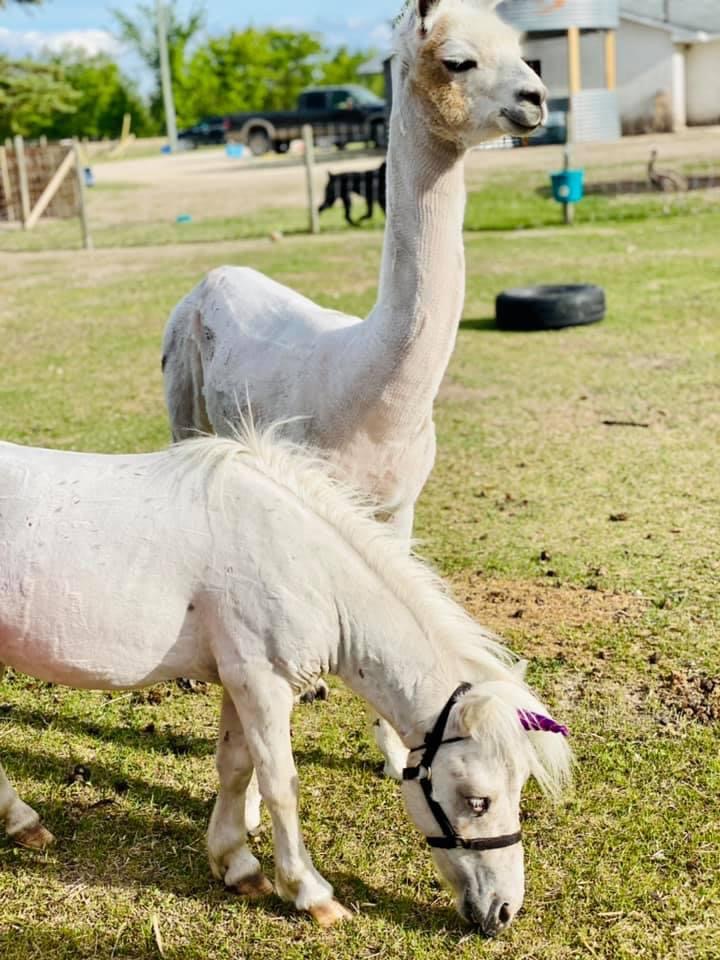 Boomers Funny Farm | 18064 Gimli Park Rd, Aspen Park, MB R0C 1B0, Canada | Phone: (204) 891-0211