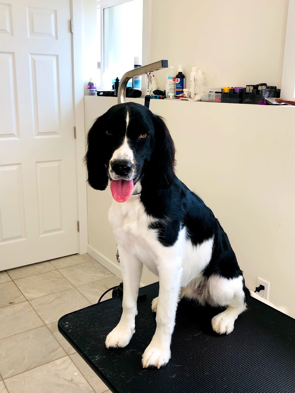 Cute Puppy Grooming Salon | 4498 Southwood St, Burnaby, BC V5J 2G6, Canada | Phone: (778) 878-7788