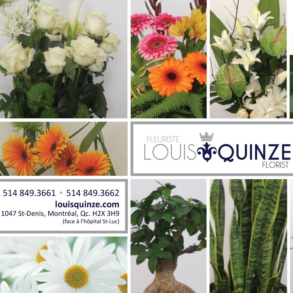 Fleuriste Louis Quinze | 1047 Rue Saint-Denis, Montréal, QC H2X 3H9, Canada | Phone: (514) 849-3661