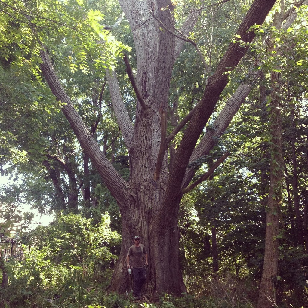 EVANS TREE WORK | 9 Hooper Square, Bowmanville, ON L1C 4X7, Canada | Phone: (905) 718-9528