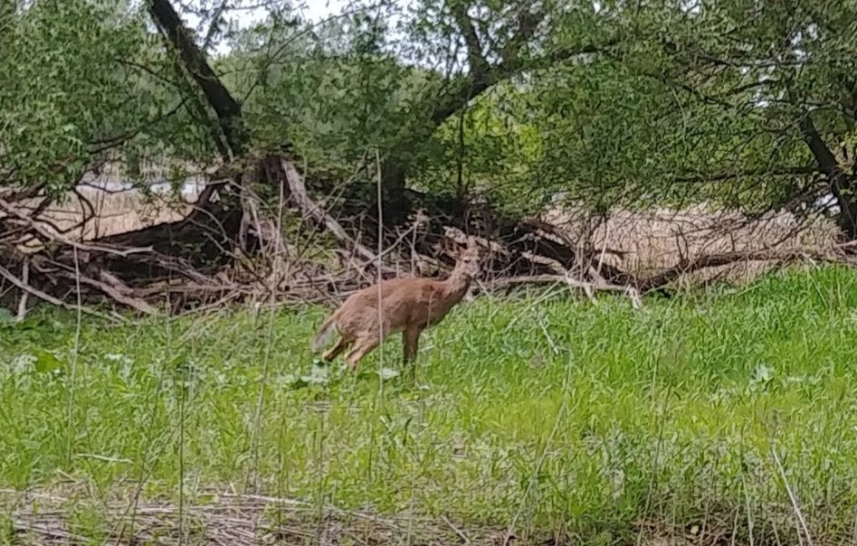 Parc national des Îles-de-Boucherville | 55 Île Sainte Marguerite, Boucherville, QC J4B 5J6, Canada | Phone: (450) 928-5088