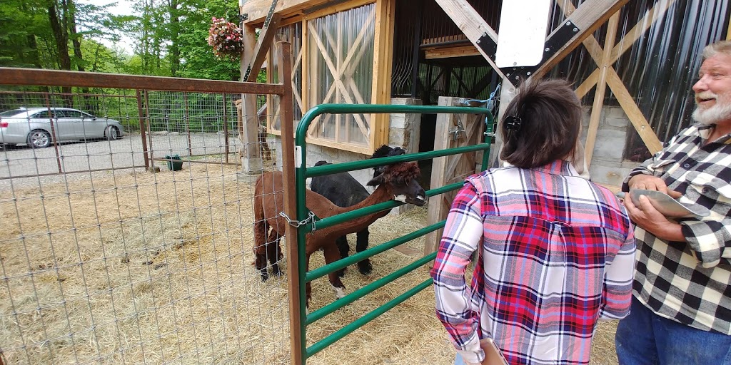 Wow Freli Alpagas / Alpacas | 117 Chemin des Érables, Frelighsburg, QC J0J 1C0, Canada | Phone: (514) 232-6021