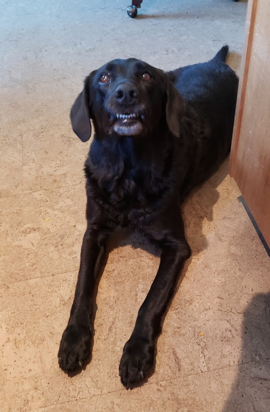 Grams Real Meat Dog Treats | 381 Wood Lily Dr, Moose Jaw, SK S6J 0A2, Canada | Phone: (306) 690-3085