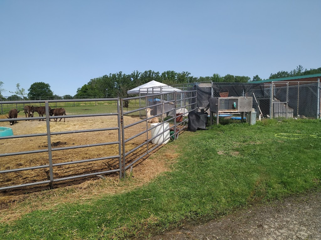 Binbrook Camp Kennel | 458 Hall Rd, Binbrook, ON L0R 1C0, Canada | Phone: (905) 692-3847