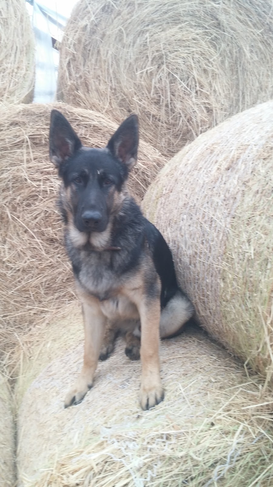 EIEIO Farm and Greenhouses | 503 Cornwall Rd, Blockhouse, NS B0J 1E0, Canada | Phone: (902) 624-9636